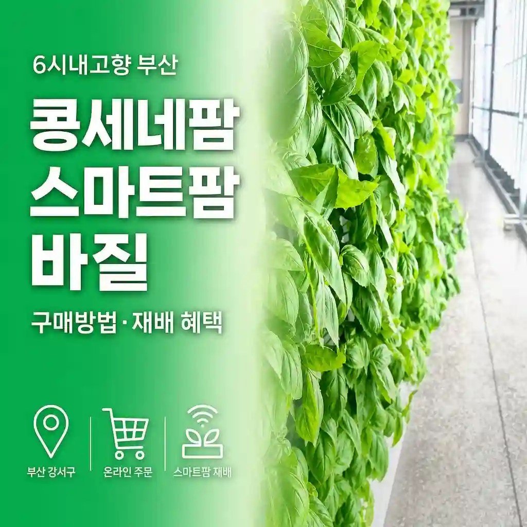 6시내고향 부산 콩세네팜 바질 어디