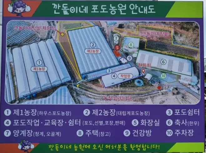 6시내고향 화성 깐돌이농원 루비로망 택배·가격, 송산포도 주문 방법