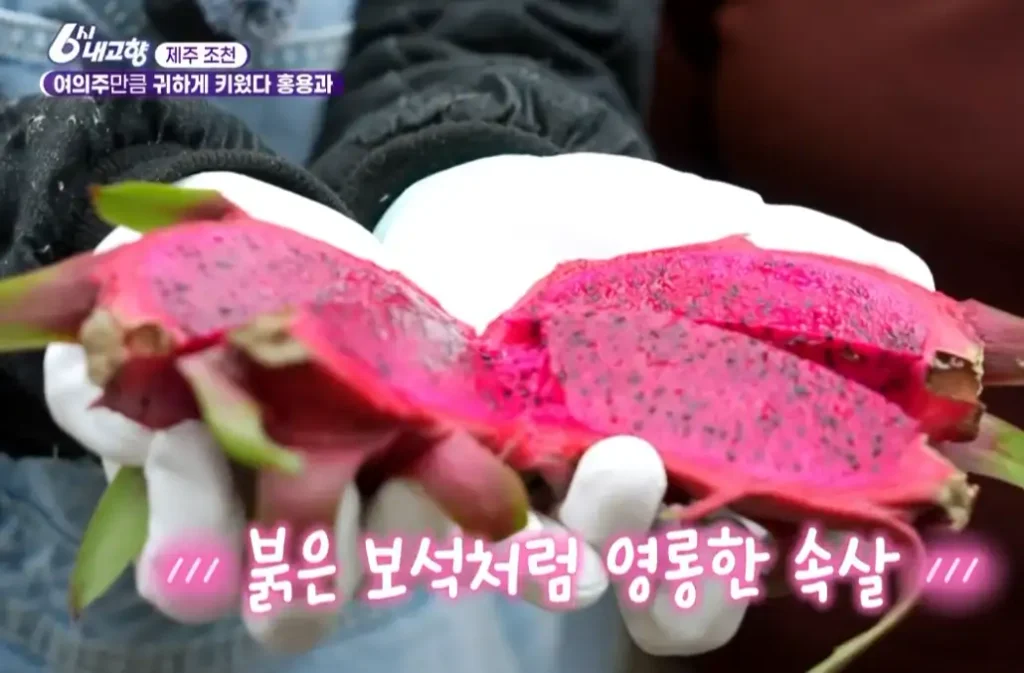 제주 밧디글라 용과 사진