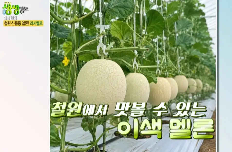 철원에서 맛볼 수 있는 이색 멜론 러시멜로 사진