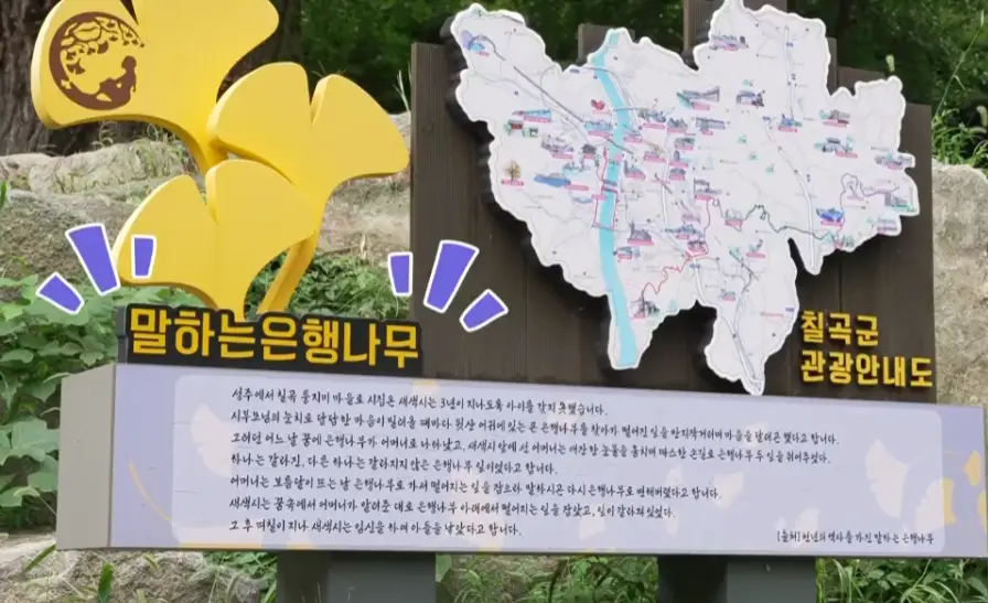 말하는 은행나무 안내문