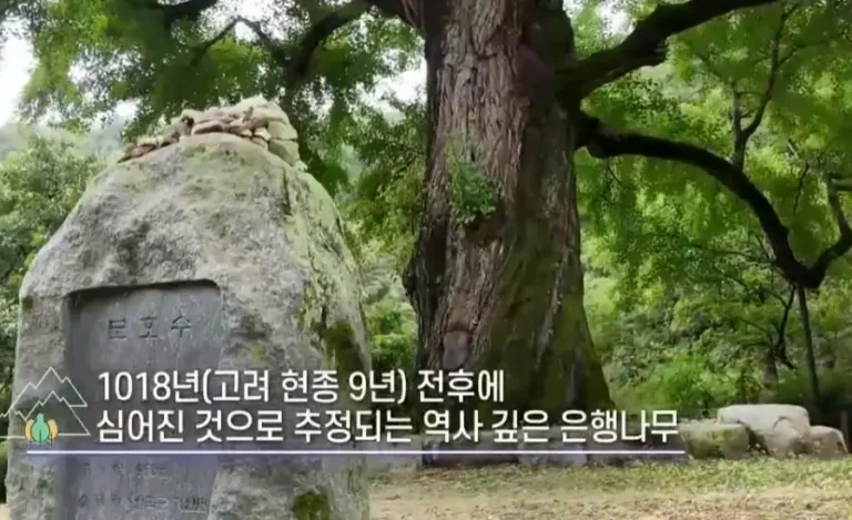 6시내고향 칠곡 말하는은행나무 위치·주차·입장료, 천년을 살아온 고민 들어주는 나무
